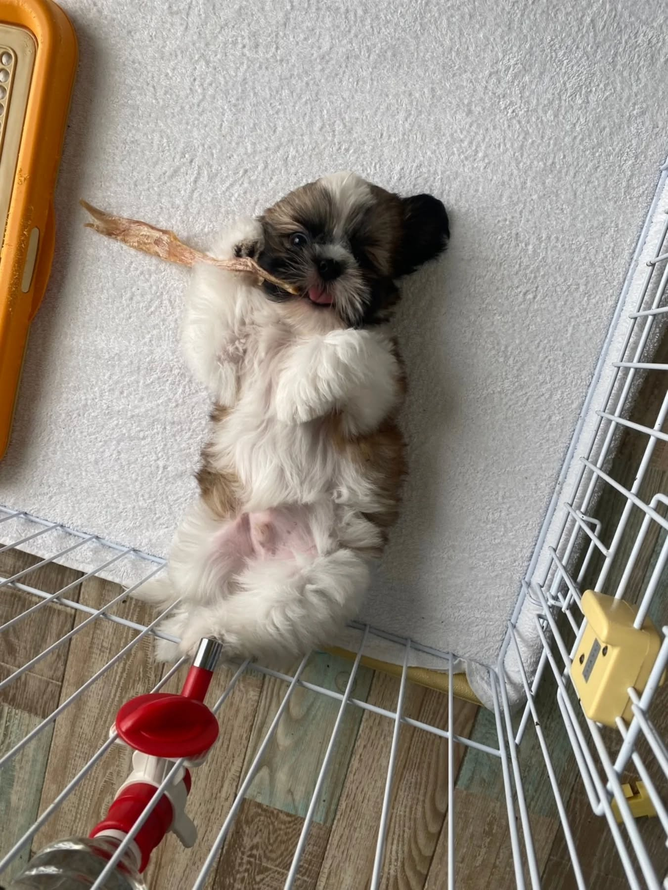 アキレスをカミカミ。