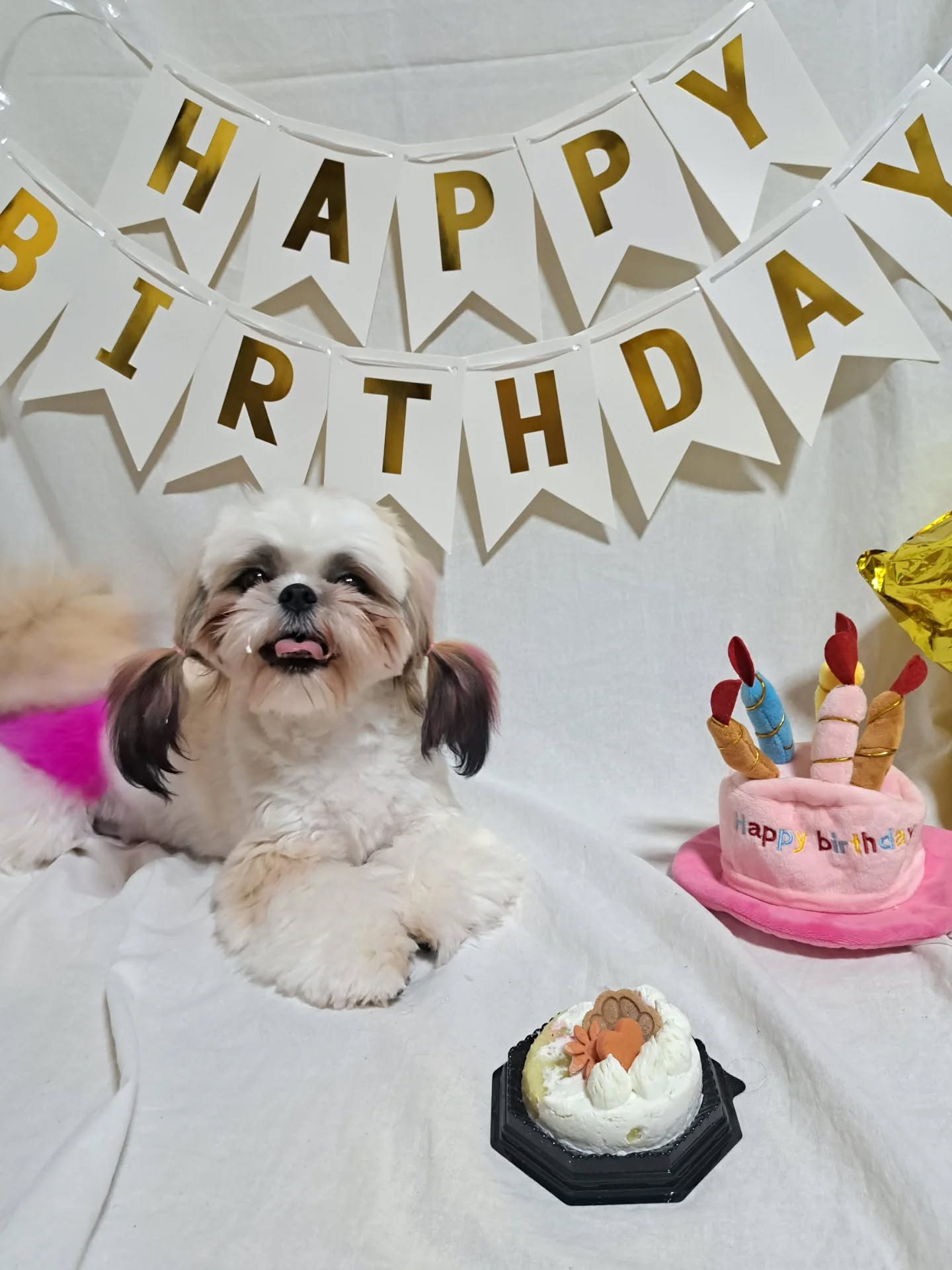 私のペットの『おもち』が先日、