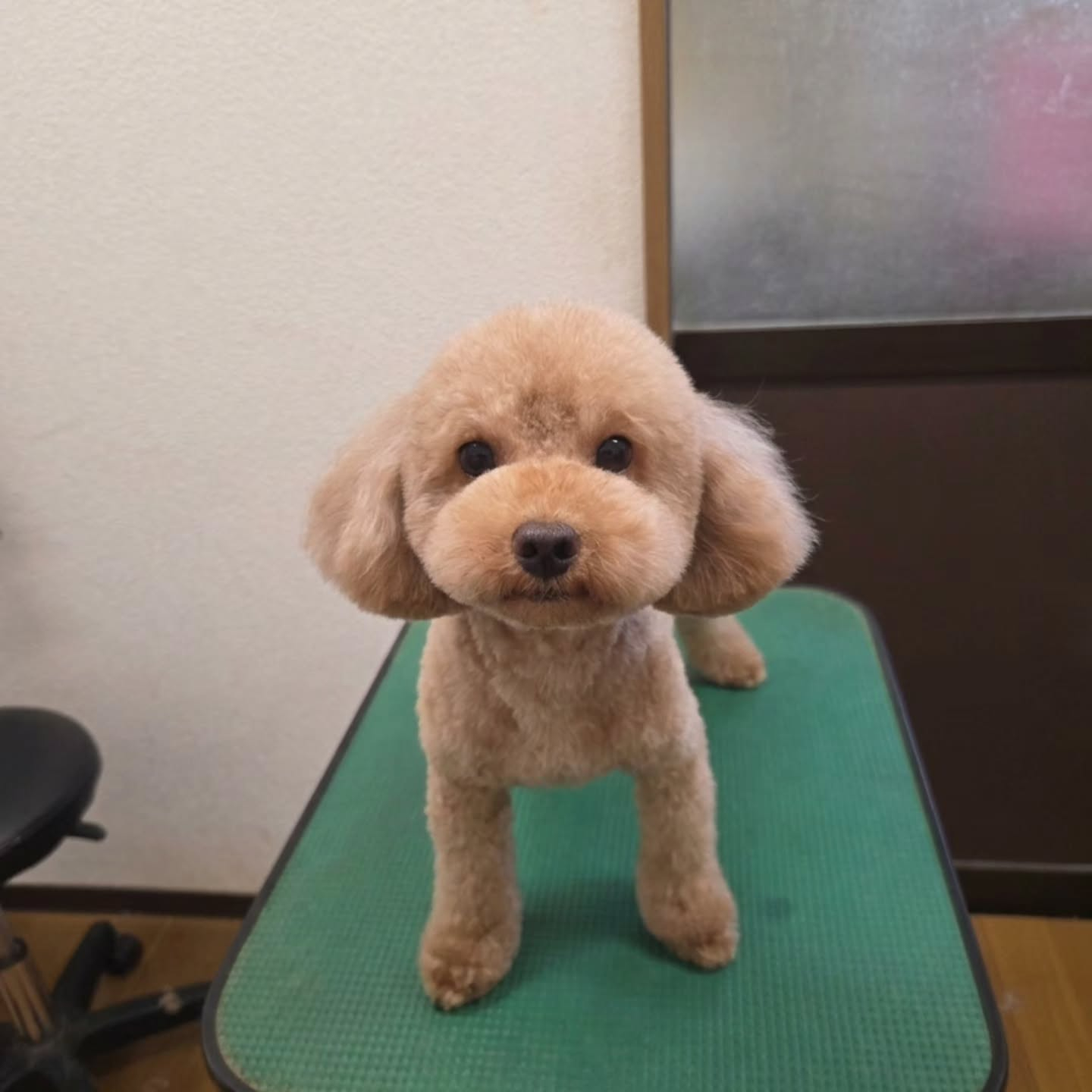 チャルママです🐶