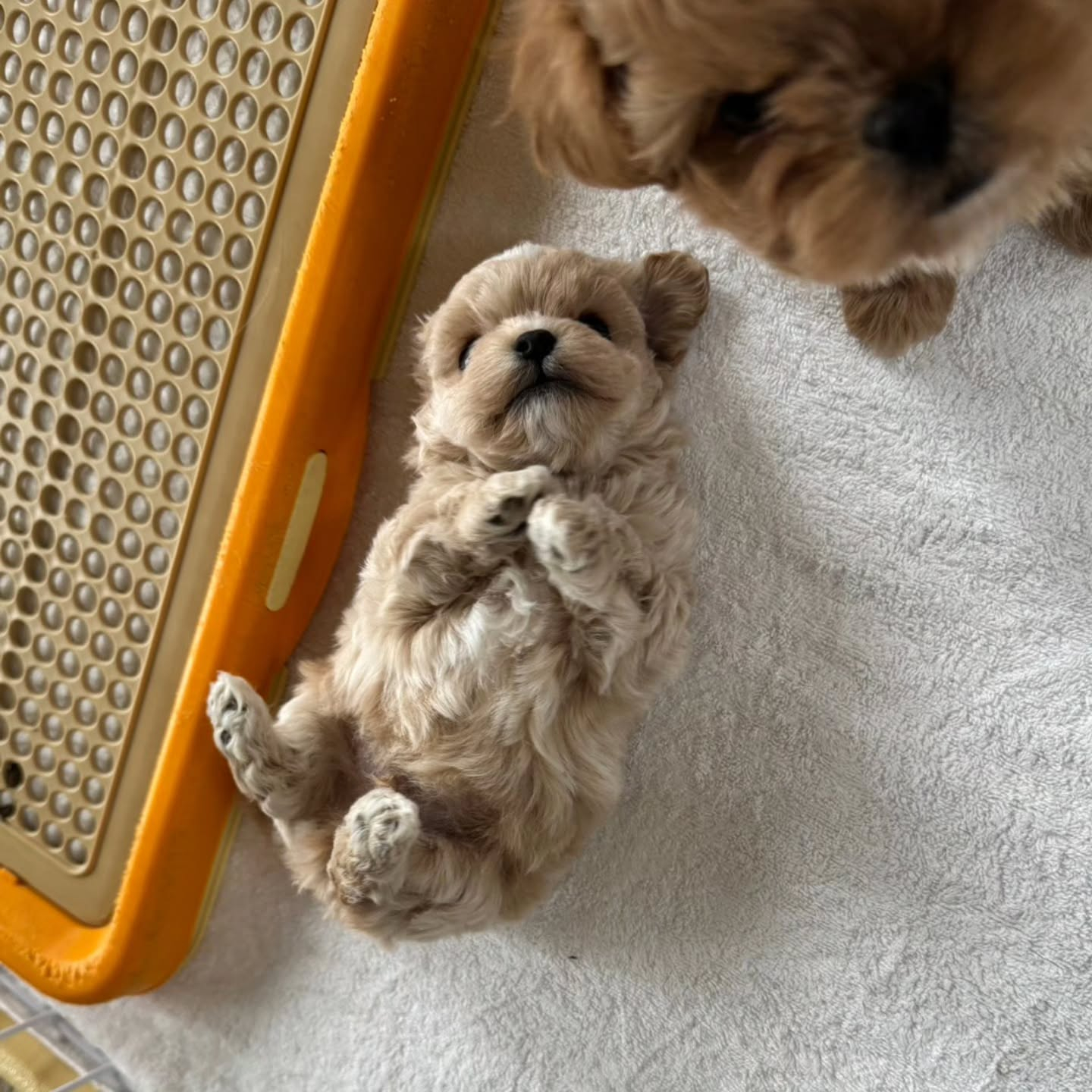 ミックス犬生まれています✨