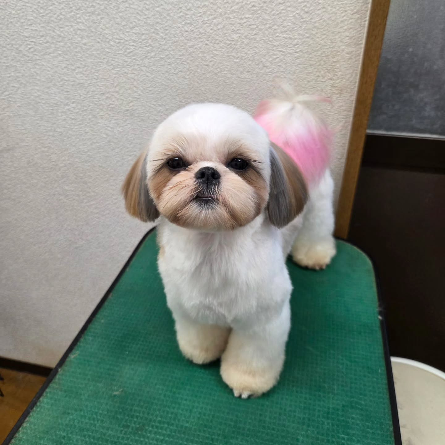 お母さん犬のハニーです🐶