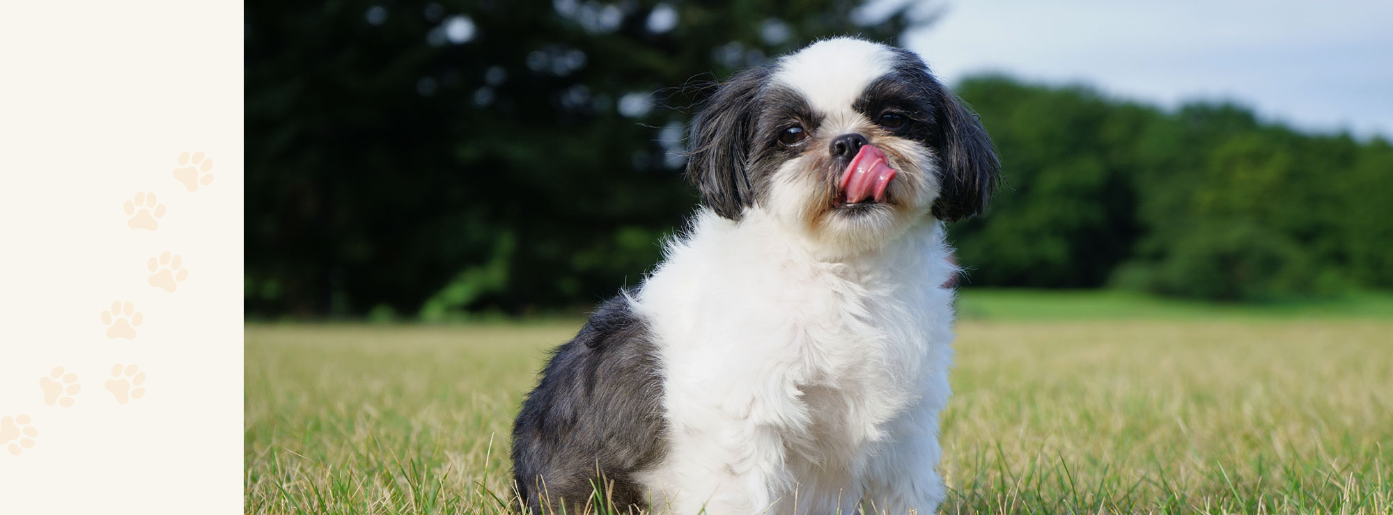 子犬 ブリーダー 格安 シーズー